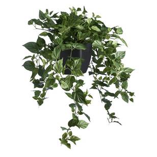Devils Ivy in Black Plastic Pot Green no size
