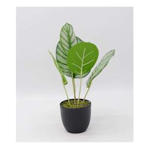 Evergreen in a Pot Green 30.5 x 28.5 cm
