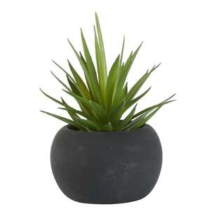 Succulent in Black Pot #3 Green 8 x 11 cm