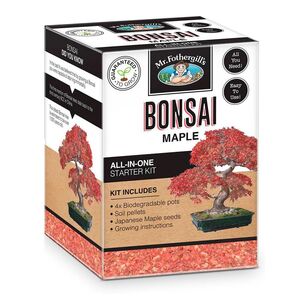 Mr Fothergill's Maple Bonsai Kit Brown