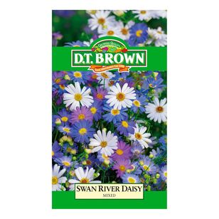 DT Brown Swan River Daisy Seeds Multicoloured