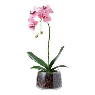 Rogue Phalaenopsis Plant Pink & Glass 24 x 24 x 45 cm