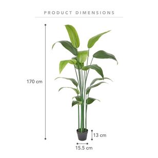 Emerald Hill Large Banana Leaf Plant Green 170 cm