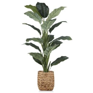 Bouclair Large Ficus in Rattan Pot