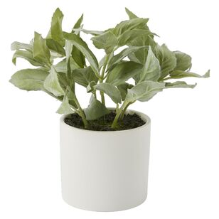 Green Room Sage In Ceramic Pot Green & White 17.8 x 22.3 cm