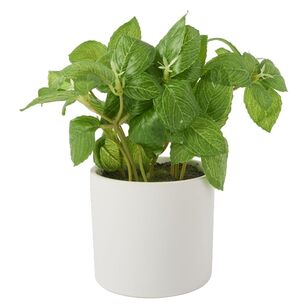 Green Room Basil In Ceramic Pot Green & White 20 x 24 cm