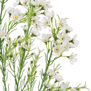 Snow Wax Flower Spray White 66 cm