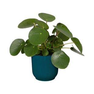 Elho Vibes 16cm Indoor Pot Deep Blue 16 cm