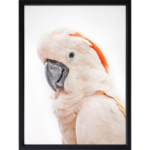 Arbour Studio Parrot Portrait Print Black Frame