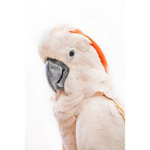 Arbour Studio Parrot Portrait Print Canvas